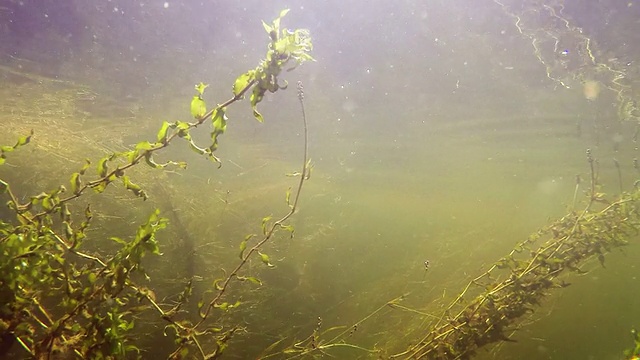 水杂草