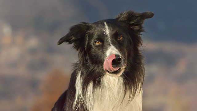 HD超级慢动作:边境牧羊犬舔它的嘴