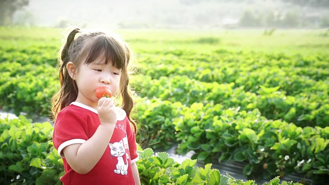 小女孩摘草莓吃