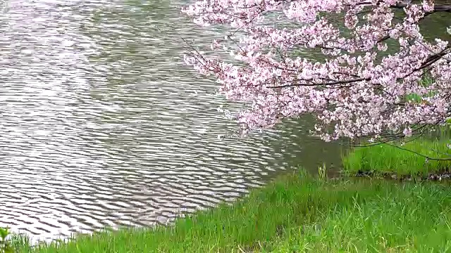 樱花4 k -