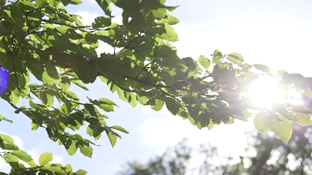 阳光透过绿树成荫的树梢