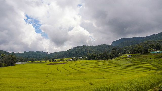 阶地稻田
