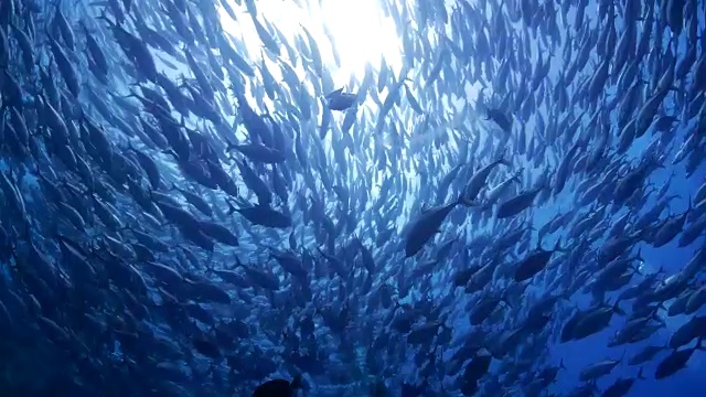 水肺杰克鱼球在太平洋海底