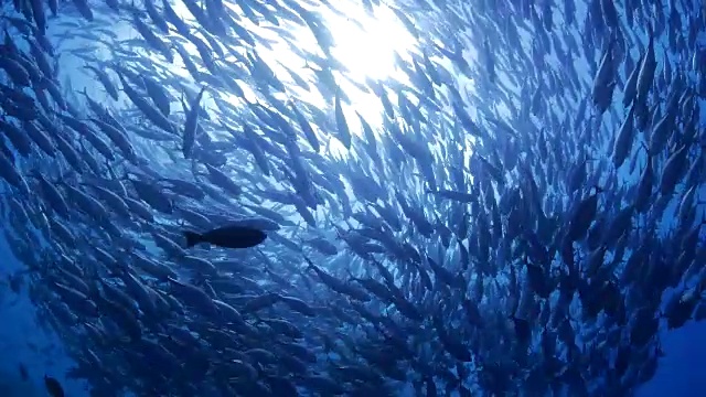 詳情圖-水肺杰克魚球在太平洋海底