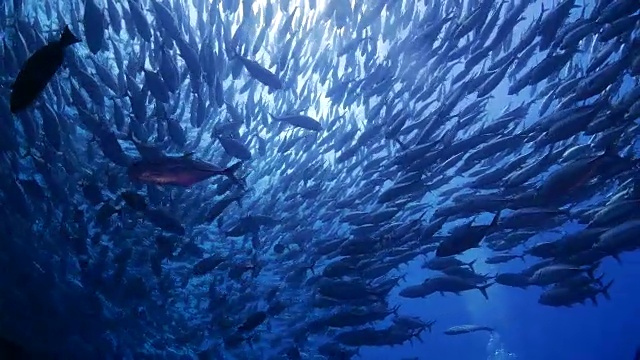 詳情圖-水肺杰克魚球在太平洋海底