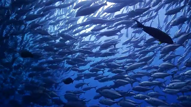 詳情圖-水肺杰克魚球在太平洋海底
