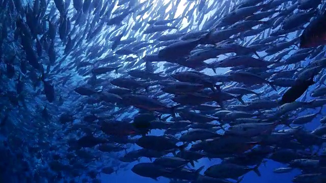 詳情圖-水肺杰克魚球在太平洋海底