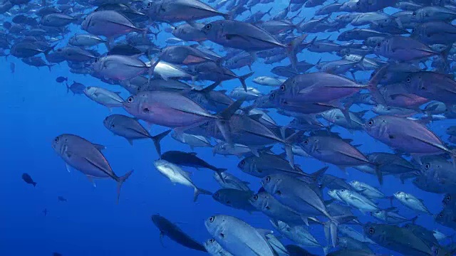 詳情圖-珊瑚礁中的Trevally魚群(4K)