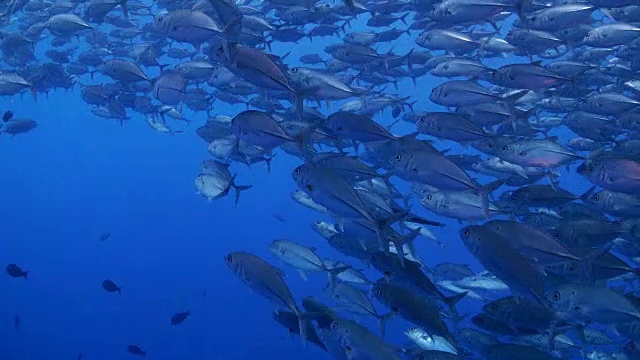 詳情圖-珊瑚礁中的Trevally魚群(4K)
