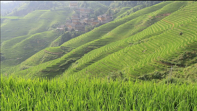 龙胜梯田