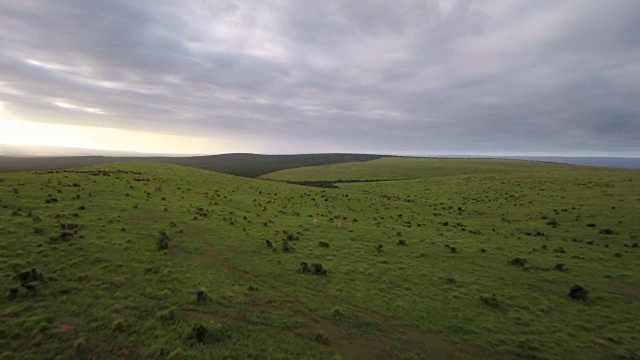 野生非洲