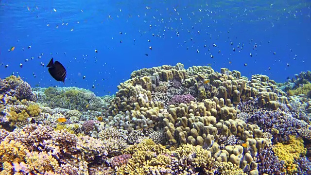 水下珊瑚礁海洋生物和大量的鱼