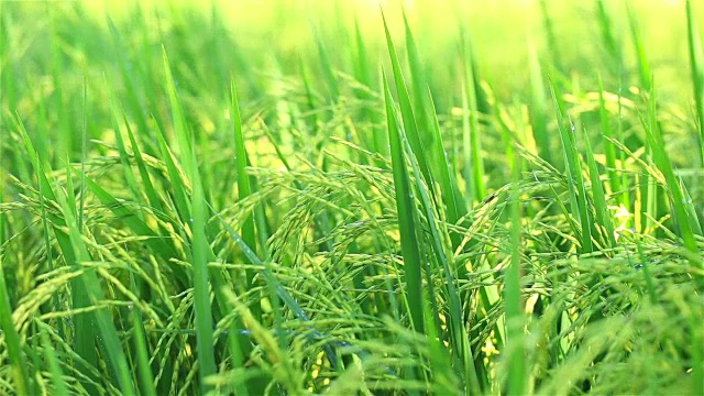 稻田