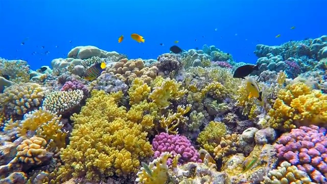 红海上丰富多彩的海洋生物珊瑚礁和大量的鱼类