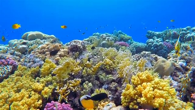 详情图-红海上丰富多彩的海洋生物珊瑚礁和大量的鱼类