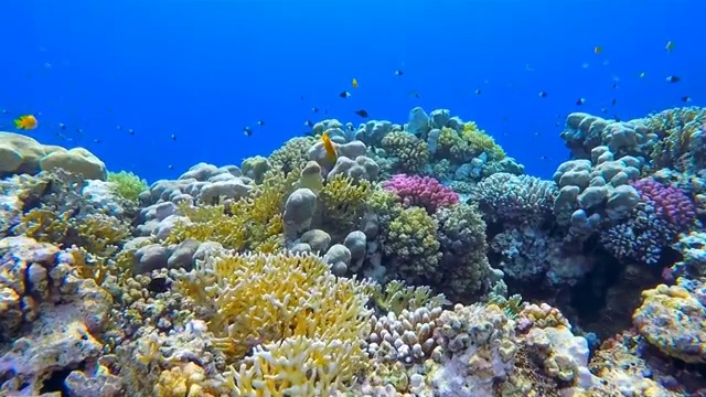 详情图-红海上丰富多彩的海洋生物珊瑚礁和大量的鱼类