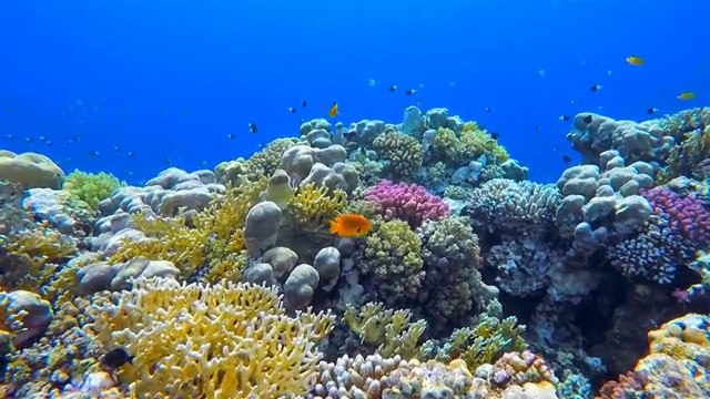 详情图-红海上丰富多彩的海洋生物珊瑚礁和大量的鱼类