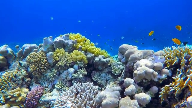 详情图-红海上丰富多彩的海洋生物珊瑚礁和大量的鱼类