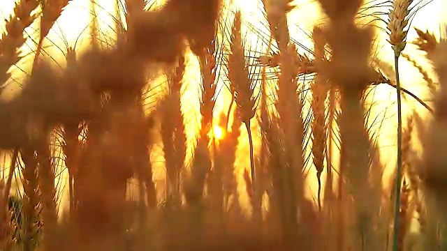 HD:小麦在日落时随风移动(慢镜头)