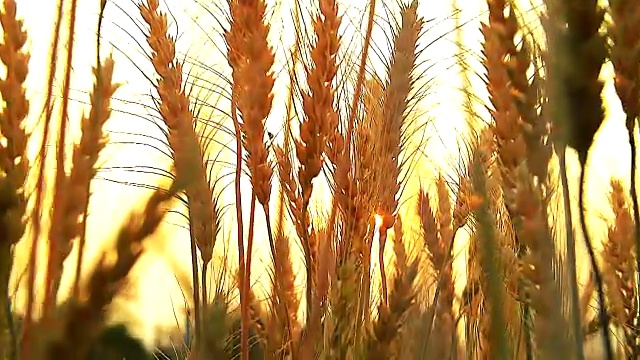 詳情圖-HD:小麥在日落時(shí)隨風(fēng)移動(dòng)(慢鏡頭)