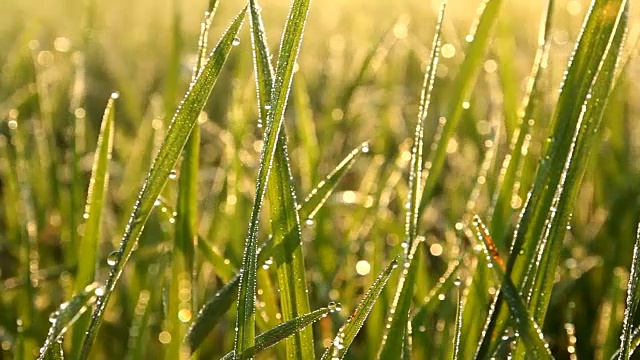 植物叶子上的露珠和阳光反射在露珠上