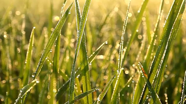 詳情圖-植物葉子上的露珠和陽(yáng)光反射在露珠上