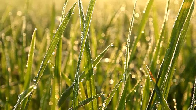 詳情圖-植物葉子上的露珠和陽(yáng)光反射在露珠上