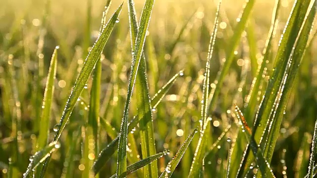 詳情圖-植物葉子上的露珠和陽(yáng)光反射在露珠上