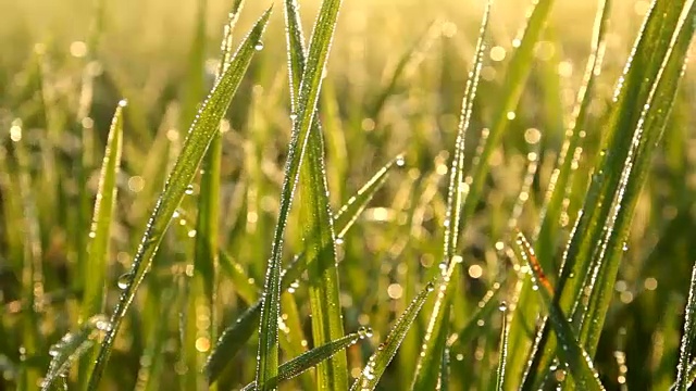詳情圖-植物葉子上的露珠和陽(yáng)光反射在露珠上