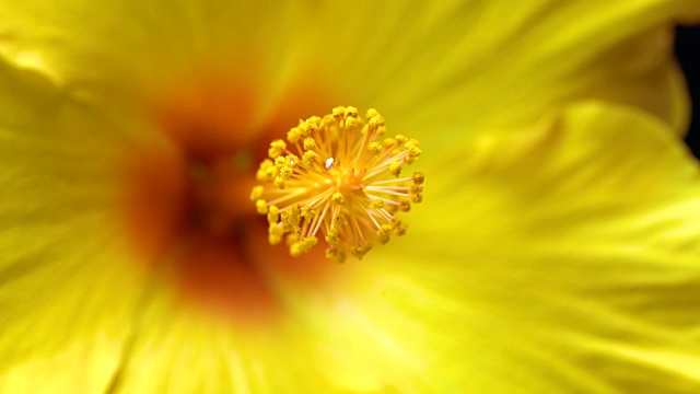 黄花4 k