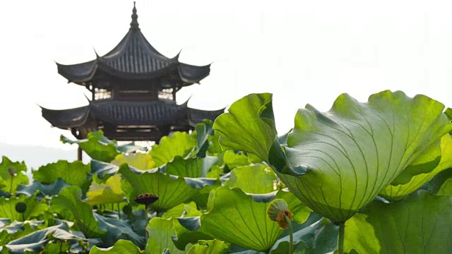 近距离观察西湖凉亭附近的荷花田