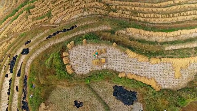 水稻梯田从空中飞起