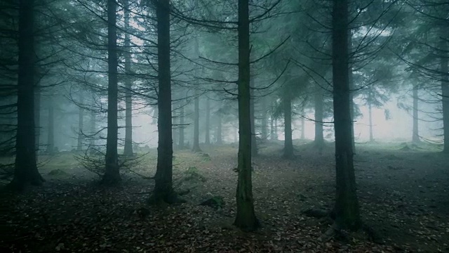 迷雾森林。
