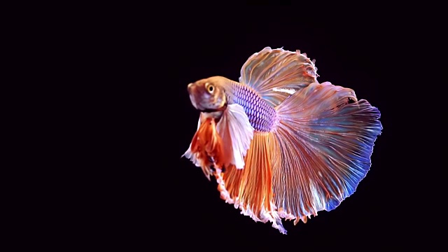 暹羅格斗魚斗魚