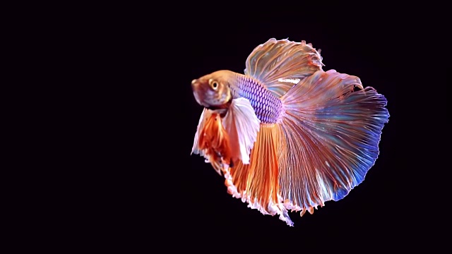 詳情圖-暹羅格斗魚(yú)斗魚(yú)