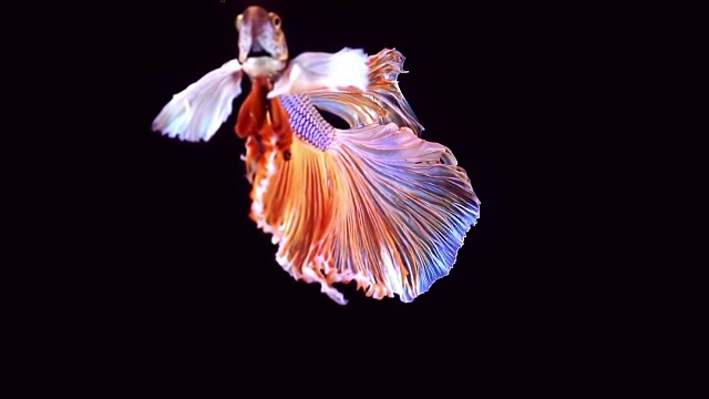 詳情圖-暹羅格斗魚(yú)斗魚(yú)
