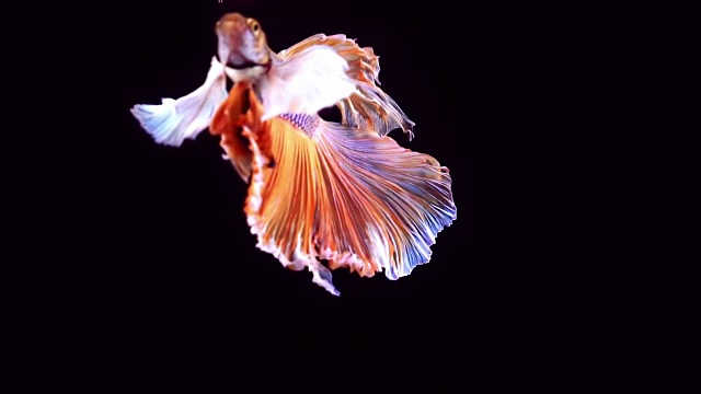 詳情圖-暹羅格斗魚(yú)斗魚(yú)