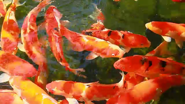 鲤鱼锦鲤在池塘里游水