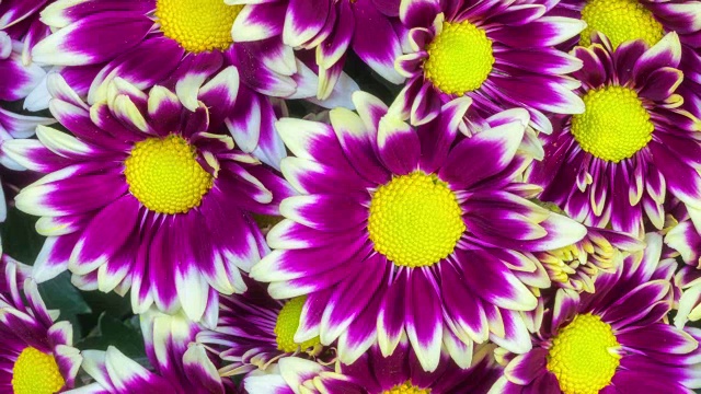 Macro Flower变焦4K