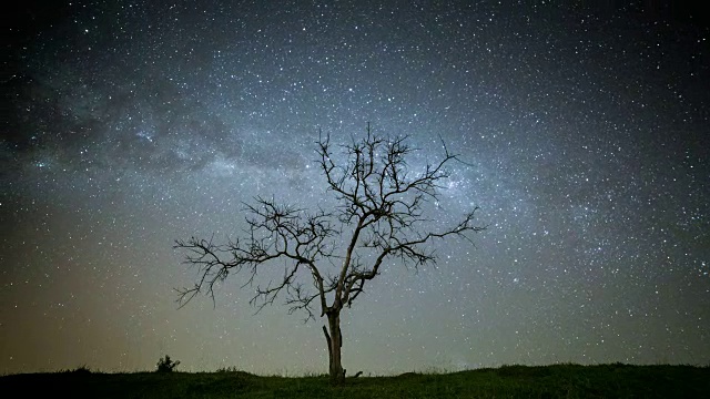 树在夜晚的时间间隔