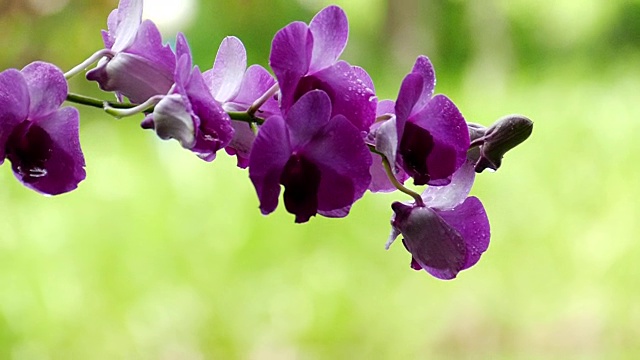 兰花在树