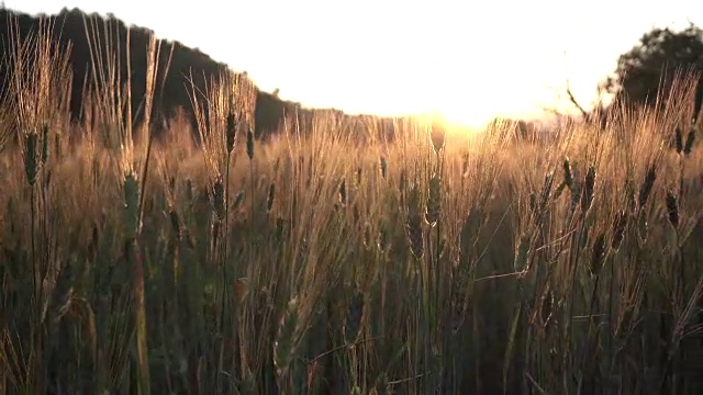 日落时，大麦在稻田里