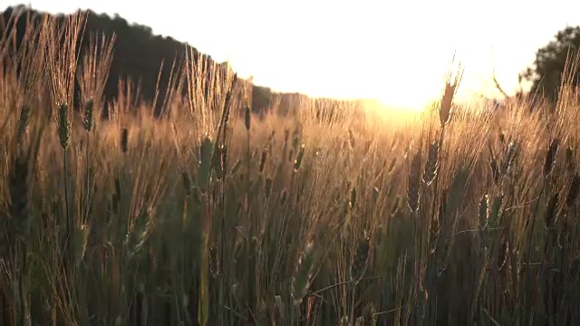 詳情圖-日落時，大麥在稻田里