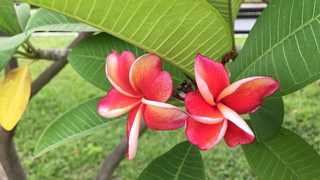 树上的橘黄色鸡蛋花