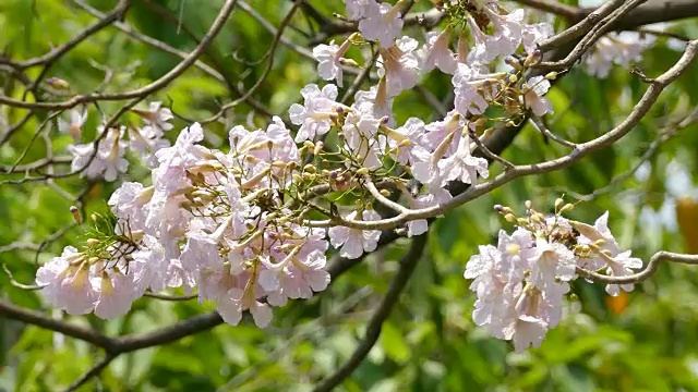 粉红色的花