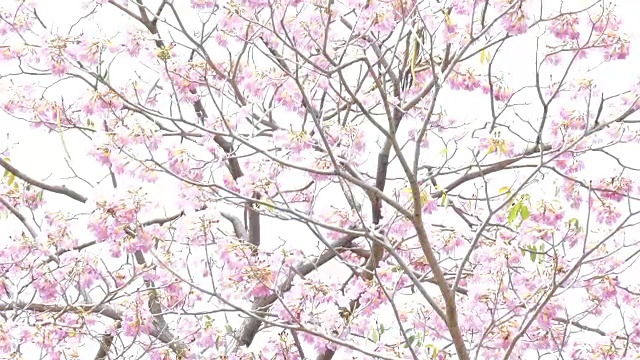 粉红色的花