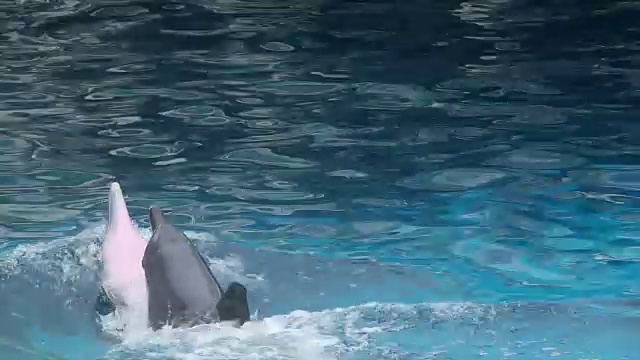 海豚的鱼