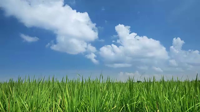 绿色稻田对蓝色天空的延时视频