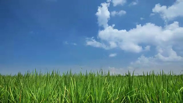 詳情圖-綠色稻田對(duì)藍(lán)色天空的延時(shí)視頻