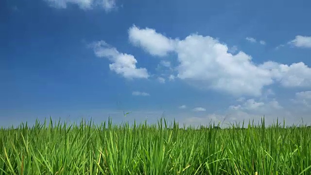 詳情圖-綠色稻田對(duì)藍(lán)色天空的延時(shí)視頻